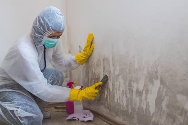 Mold Odor Removal Services in Ivyland, PA